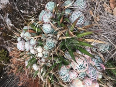 Echeveria elegans