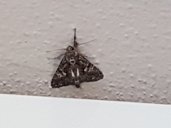 Aedia leucomelas