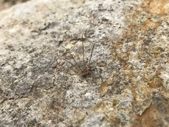 Trachyrhinus marmoratus