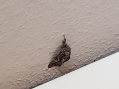 Aedia leucomelas