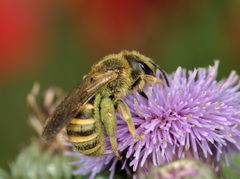 Halictus scabiosae