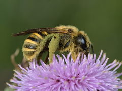 Halictus scabiosae