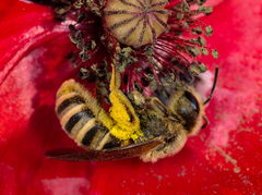 Halictus scabiosae