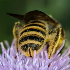 Halictus scabiosae