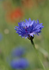 Centaurea cyanus
