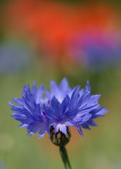 Centaurea cyanus