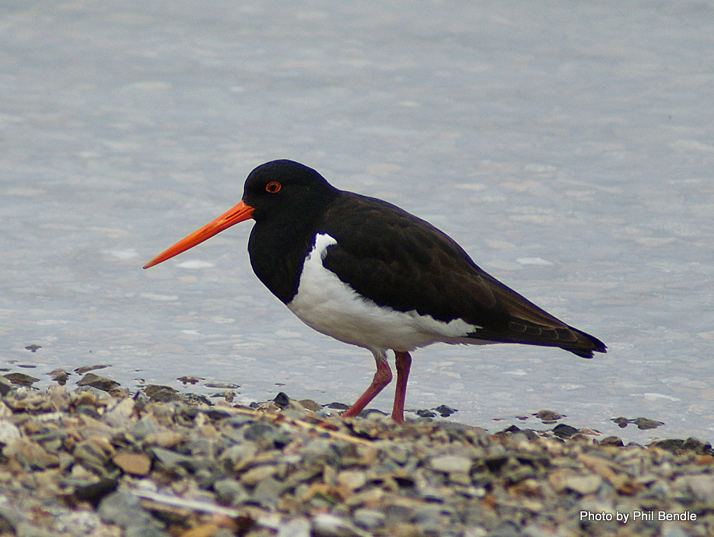 South Island Oystercatcher photo