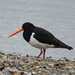 South Island Oystercatcher - Photo (c) Phil Bendle, some rights reserved (CC BY-NC)