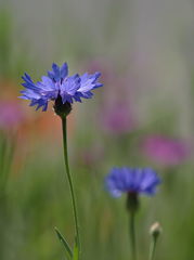 Centaurea cyanus