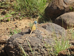 Agama anchietae