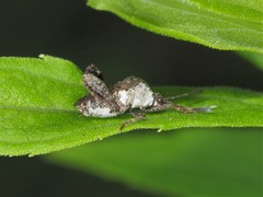 Merocoris