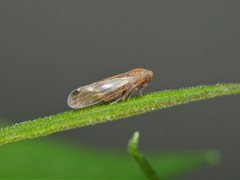 Pareuidella