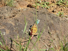 Agama anchietae