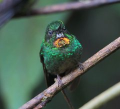 Heliangelus micraster