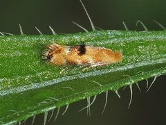 Bucculatrix coronatella
