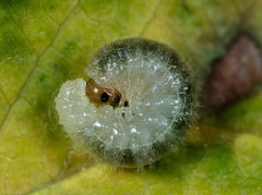 Cladius compressicornis