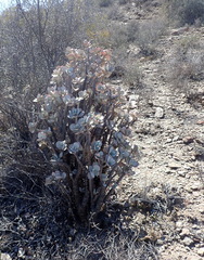 Crassula arborescens