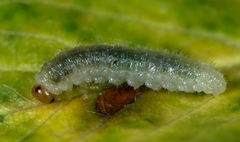 Cladius compressicornis