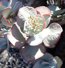 Crassula arborescens