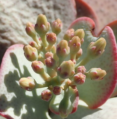 Crassula arborescens