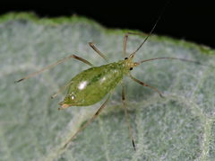 Microlophium carnosum