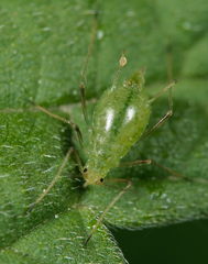 Microlophium carnosum