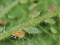 Microlophium carnosum