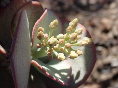 Crassula arborescens