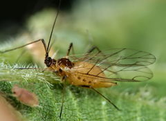 Microlophium carnosum