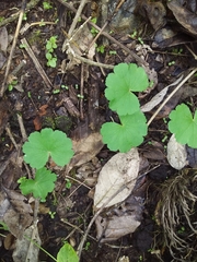 Hydrocotyle bonplandii