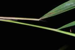 Capillipedium assimile