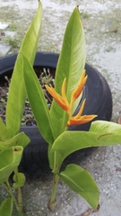 Heliconia psittacorum