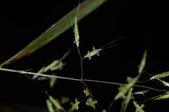 Capillipedium assimile