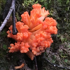 Ramaria capitata ochraceosalmonicolor