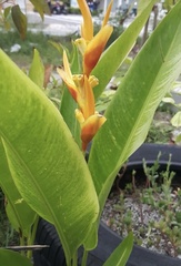 Heliconia psittacorum