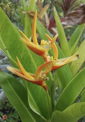 Heliconia psittacorum