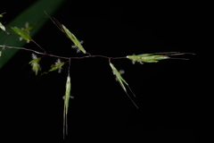 Capillipedium assimile