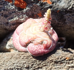 Crassula hemisphaerica