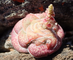 Crassula hemisphaerica