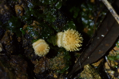 Lacrymaria asperospora