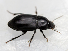 Harpalus serripes