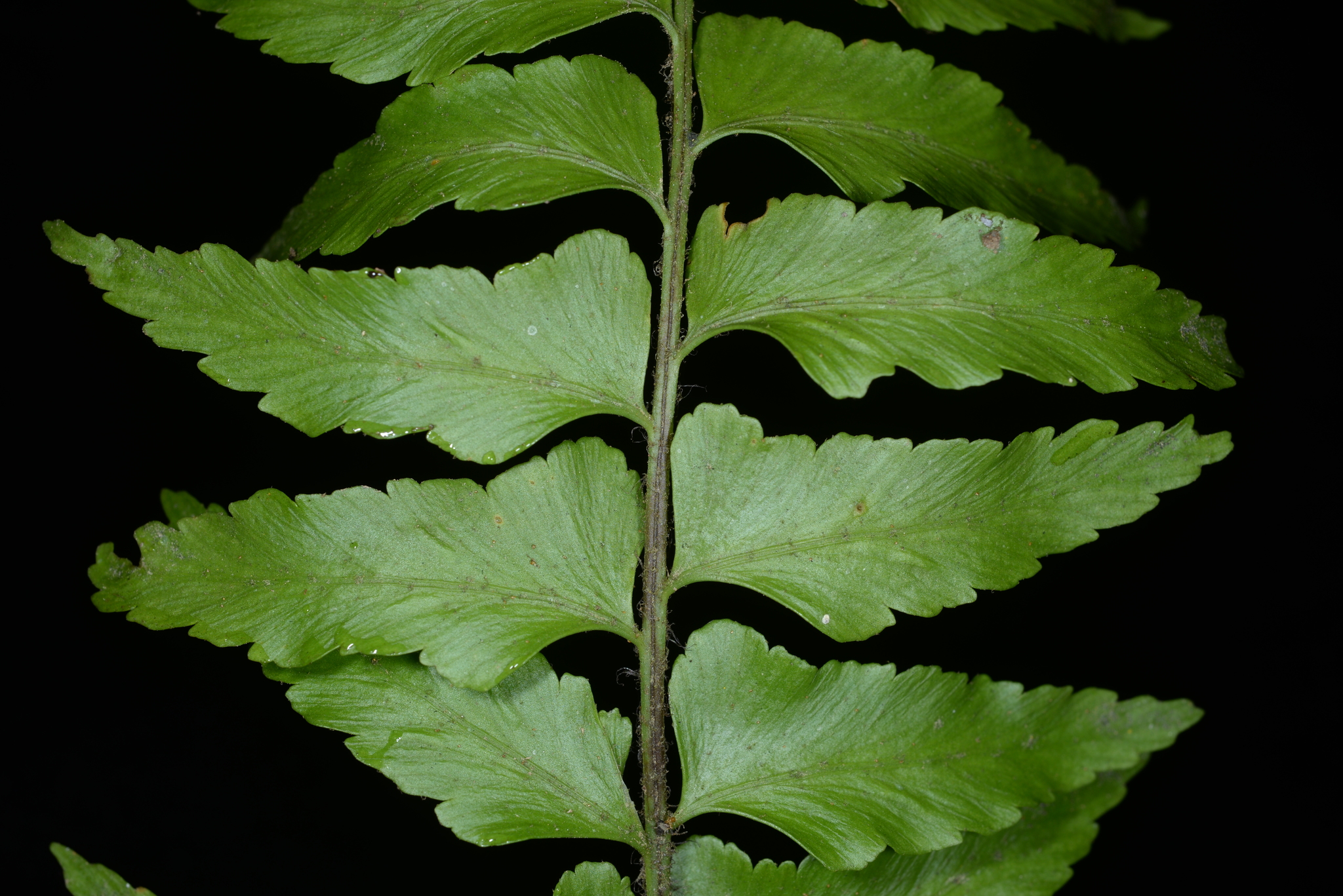 Asplenium crinicaule Hance 2