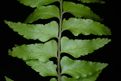 Asplenium crinicaule