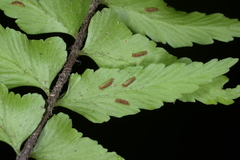 Asplenium crinicaule
