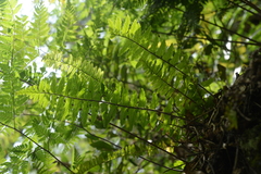 Asplenium crinicaule