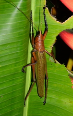 Odontolakis nigripes