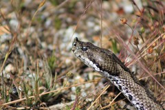 Vipera latastei