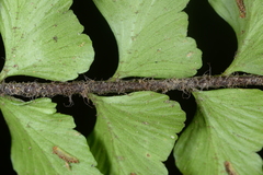 Asplenium crinicaule
