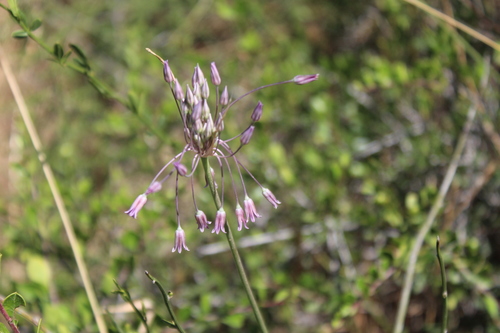 Allium trichocnemis