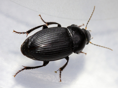 Harpalus serripes